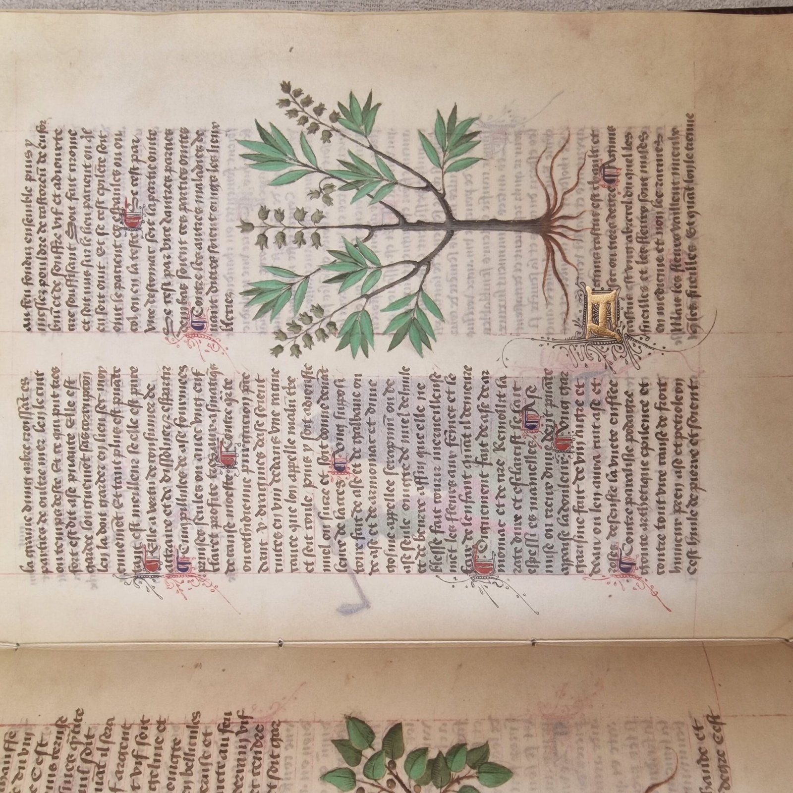 Faszination Heilpflanzen - Image 3